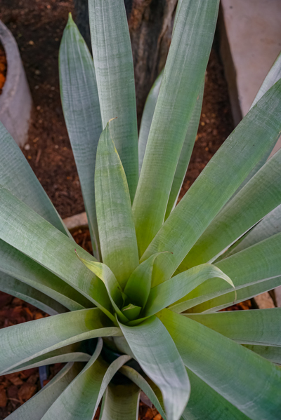 Alcantarea odorata (อันคันทาเรีย โอโดราทา) Alcantarea odorata (อันคันทาเรีย โอโดราทา)