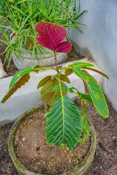 Leea guianeensis (ลีอา กวยอานีนซิส) Leea guianeensis (ลีอา กวยอานีนซิส)