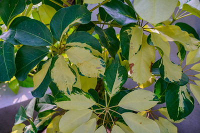 Shefflera arboricola variegated (ชีฟฟลีร่า อาร์โบรีโคล่า วารีเกต) Shefflera arboricola variegated (ชีฟฟลีร่า อาร์โบรีโคล่า วารีเกต)