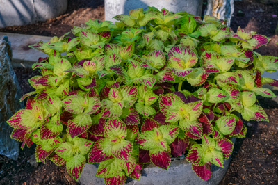 Coleus panited nettle