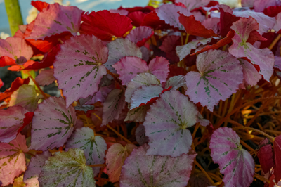 Begonia sp. U192 cv. Martin's Mystery (บีโคเนีย เอสพี ยู วันฮันเดร็ดไนทีทู ซีวี มาร์ติน มิสเตอรี่)