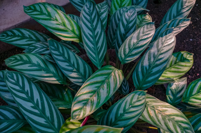 ctenanthe setosa (ทีเนนที ซีโตซา )