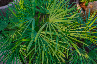 Rhapis multifida Rhapis multifida