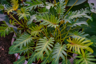 Philodendron xanadu  (ฟิโลเดนดรอน ซานาดู)