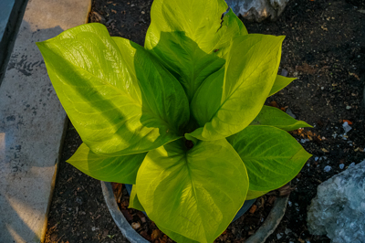 Anthurium jenmannii Golden (แอนทูเรียม เจนมานนี่ โกลเด็น)
