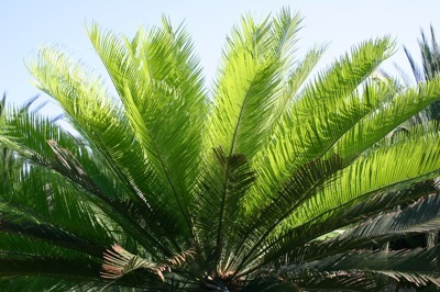 cycas_tansachana (2) cycas_tansachana (2)