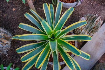 Bromeliads (สับปะรดสี)