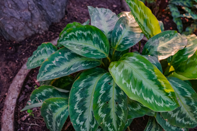 Calathea chimboracensis (คาลาเทีย ชิมโบราเซ็นซิส)