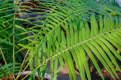 Cibotium barometz (ซิโบเที่ยม บาโรมิต) Cibotium barometz (ซิโบเที่ยม บาโรมิต)