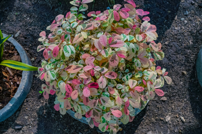 Bridelia ovata variegated (ไบรดิเลีย โอวาทา วารีเกต) Bridelia ovata variegated (ไบรดิเลีย โอวาทา วารีเกต)