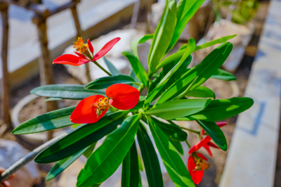 Euphorbia punicea (อียูโฟร์เบีย ปูนีเซีย) Euphorbia punicea (อียูโฟร์เบีย ปูนีเซีย)