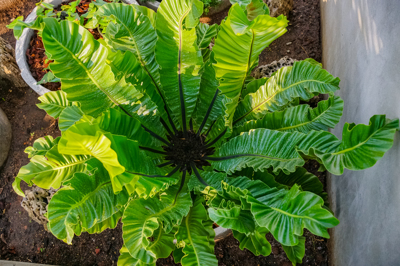 Adenium Crispy wave (อะเด็นเนียม คริสปี้ เวฟ) Adenium Crispy wave (อะเด็นเนียม คริสปี้ เวฟ)