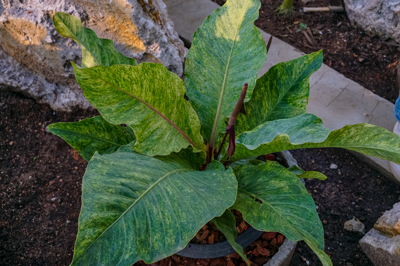 Anthurium Hybrid variegated (แอนทูเรียม ไฮเบิร์ด เวเรียเกต)