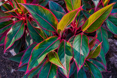 Aglaonema (อโกลนีมา)