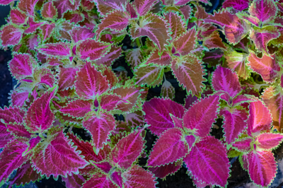Coleus kentih fire