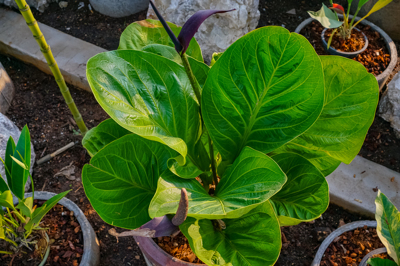 Anthurium Hybrid (แอนทูเรียม ไฮเบิร์ด )