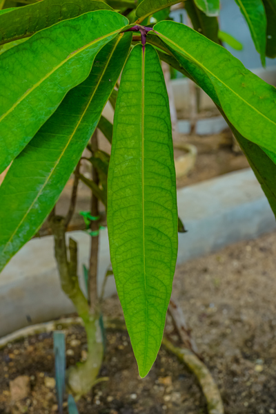 Syzigium longifolium (ซายซีจิม ลองอีโฟเลียม) Syzigium longifolium (ซายซีจิม ลองอีโฟเลียม)