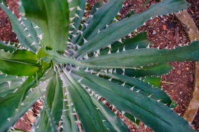 Pandanus pristis (แพนดานัส พริสติส) Pandanus pristis (แพนดานัส พริสติส)