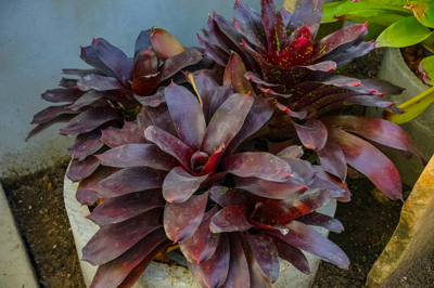 Neoregelia Royal Burgundy Neoregelia Royal Burgundy