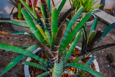Aechmea chantinii Ebony Aechmea chantinii Ebony
