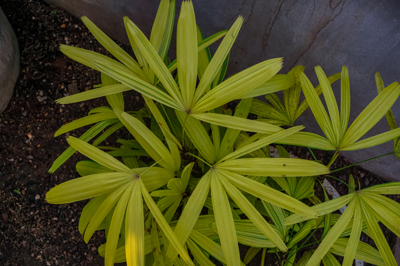 Rhapis excelsa 'Ayanishiki' Rhapis excelsa 'Ayanishiki'