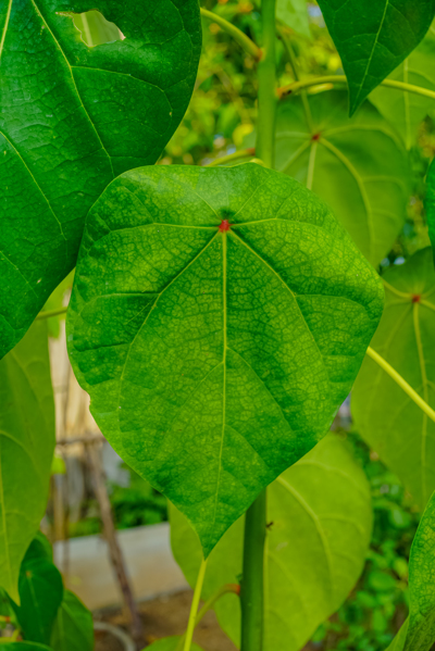 Hernandia ovigera (เฮอร์นานเดีย โอวีจีรา) Hernandia ovigera (เฮอร์นานเดีย โอวีจีรา)