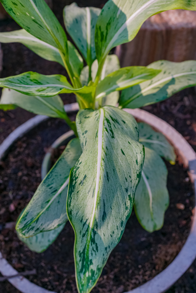 Dieffenbachia Memoria Corsii (ดิฟเฟนบาเกีย เมมโมร่า กอรซซี่) 