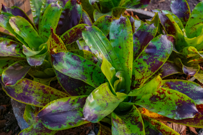 Neoregelia kautskyi Neoregelia kautskyi