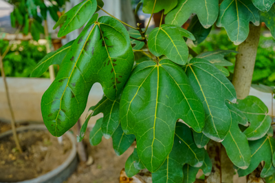New Caledonia plants (ไม้ป่านิวคาลิโดเนีย)