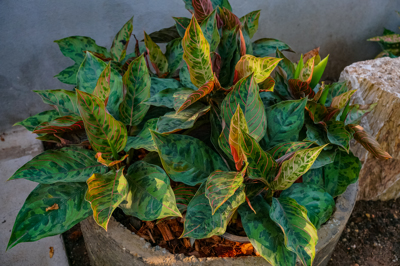 ลายเสือพราน Aglaonema Pictum  อโกลนีมา พิคทัม 