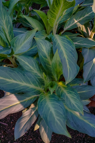 ศิริกาญจนา Aglaonema Sp. “Sirikanchana”  อโกลนีมา เอสพี “ศิริกาญจนา”