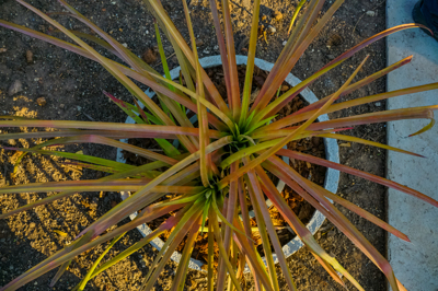 Aechmea kentii Aechmea kentii