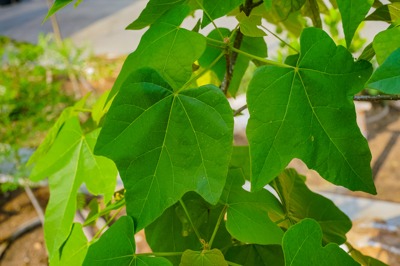 Brachychiton acerifolium (บราชีชิตัน อะเซริโฟเลียม) Brachychiton acerifolium