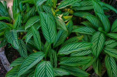 Calathea ornata (คาลาเทีย โอร์เน็ต)