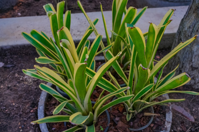 Aechmea nudicaulis variegated Aechmea nudicaulis variegated