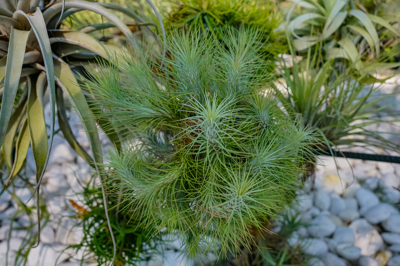 Tillandsia funckiana Tillandsia funckiana