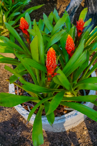 Guzmania red torch