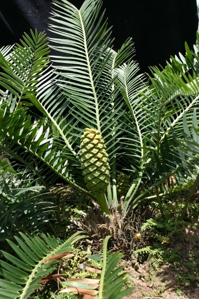 Encephalartos delucanus Encephalartos delucanus