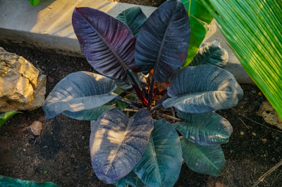 Philodendron Red Congo  (ฟิโลเดนดรอน เรด คองโก)