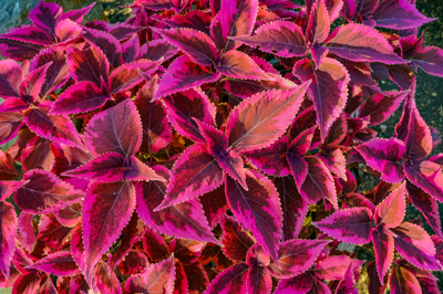 Coleus red angel