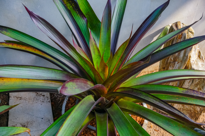 Werauhia sanguinolenta (วีราวเฮีย แซงกวินโนลินทา) Werauhia sanguinolenta (วีราวเฮีย แซงกวินโนลินทา)