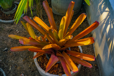 Aechmea blanchetiana Aechmea blanchetiana