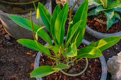 Anthurium willdenowii (แอนทูเรียม วีลดีโนวี)