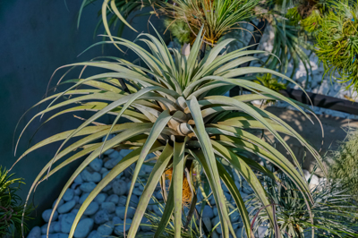 Tillandsia capitata Tillandsia capitata