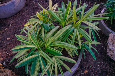 Rhapis tenzanshiroshima Rhapis tenzanshiroshima