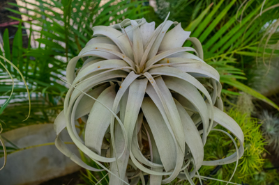Tillandsia xerographica Tillandsia xerographica