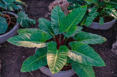 Philodendron  (ฟิโลเดนดรอน)