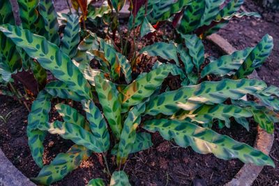 calathea lietzei (คาลาเทีย ลิทไซ)