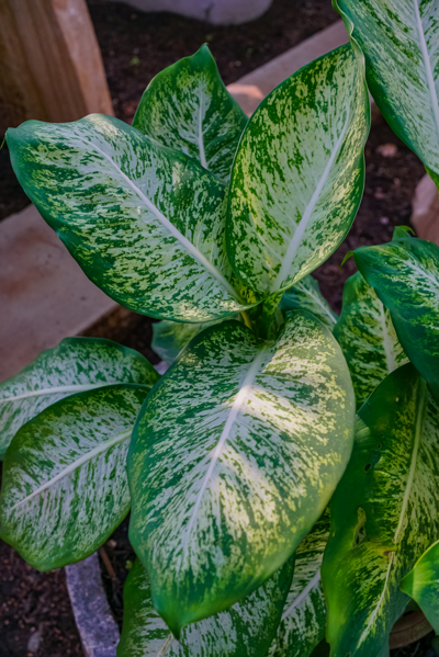 Dieffenbachia Mary (ดิฟเฟนบาเกีย แมรี)