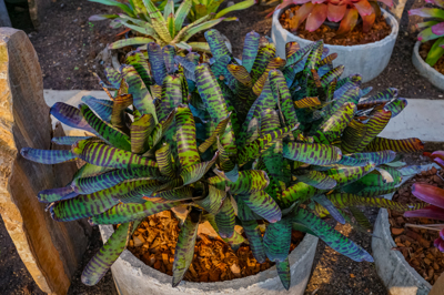 Neoregelia Hannibal lector Neoregelia Hannibal lector